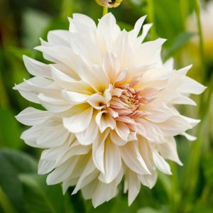 Dahlia Café Au Lait