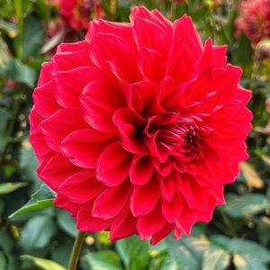 Dahlia Gloriosa Red