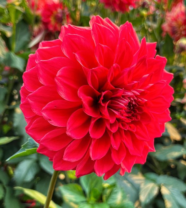 Dahlia Gloriosa Red