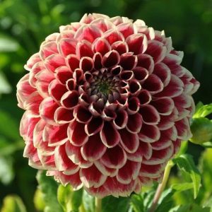 Dahlia Jowey Hubert