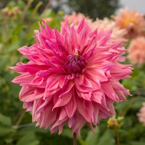 Dahlia Penhill Dark Monarch