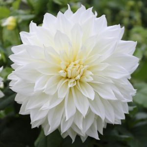 Fleurel Dahlia