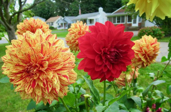 Gloriosa Red trồng ngoài sân vườn