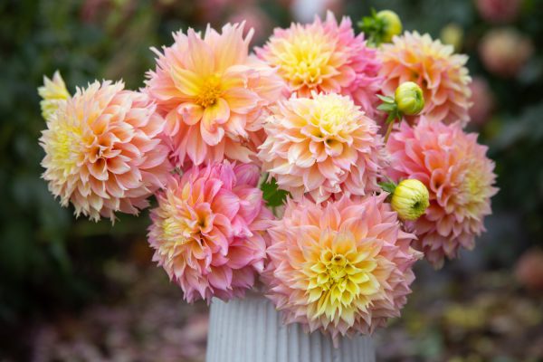 Kogane Fubuki Dahlia có kích thước lớn