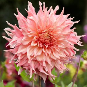 Penhill Watermelon Dahlia