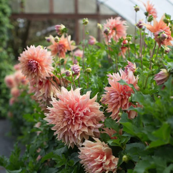 Trồng Sherwood's Peach ở nơi có nhiều ánh sáng