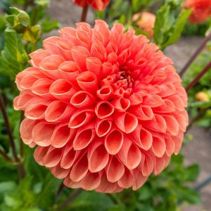 Dahlia Jowey Linda