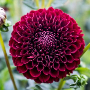 Dahlia Jowey Mirella