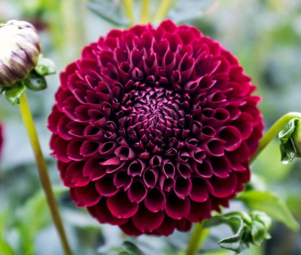 Dahlia Jowey Mirella