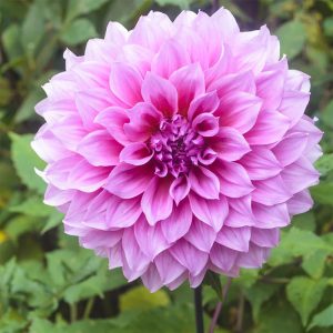 Dahlia Lavender Perfection